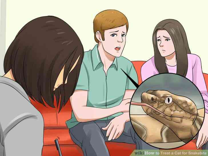 Image intitulée Traiter un Chat pour les Morsures de l